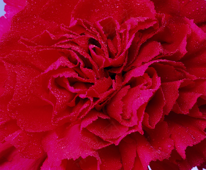 高清鲜红康乃馨图片