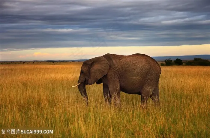 麦田里的泰国大象图片