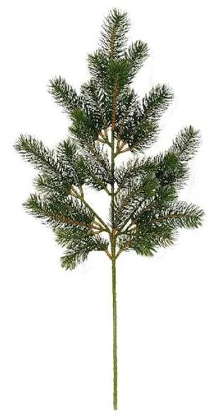 冷杉 PNG 图像免抠