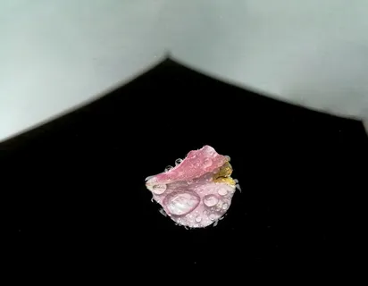 滴水花瓣雨天景色