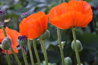 罂粟花花朵摄影图片