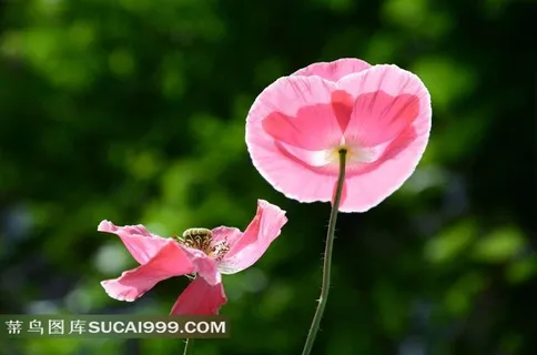 花色迷人的粉色虞美人