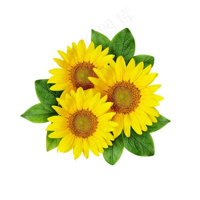 美丽的花朵花边装饰素材