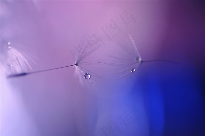 唯美水珠蒲公英鲜花图片