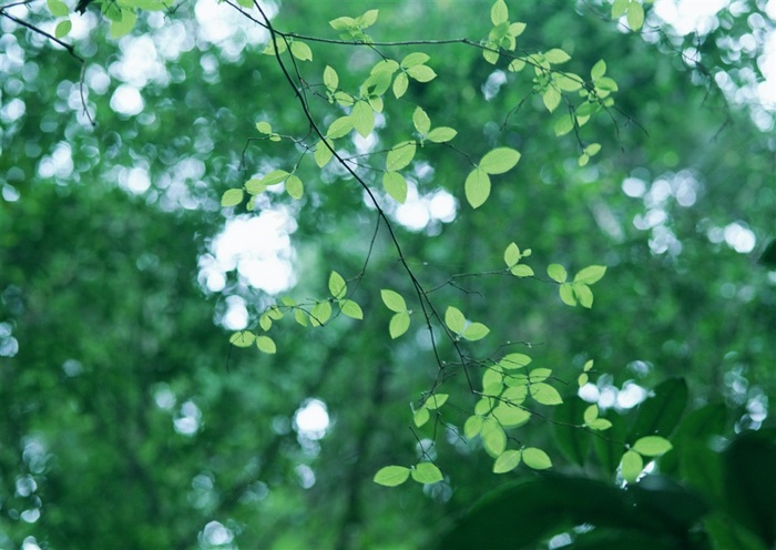 森林树木田园风光素材