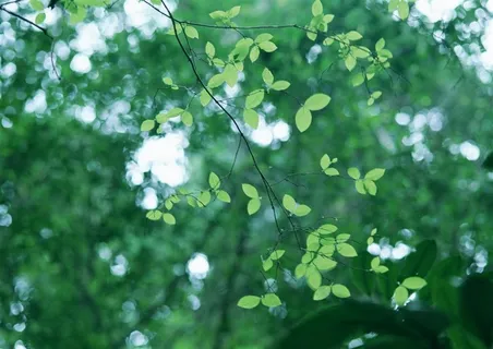 森林树木田园风光素材 森林树木田园风光素材