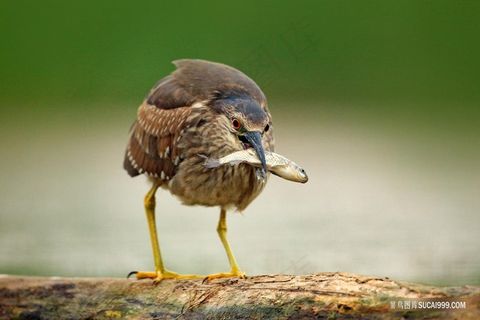 水鸟嘴中的小鱼