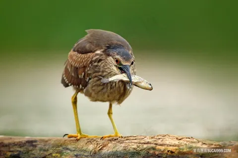 水鸟嘴中的小鱼