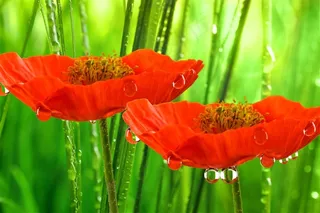 两朵漂亮的红花