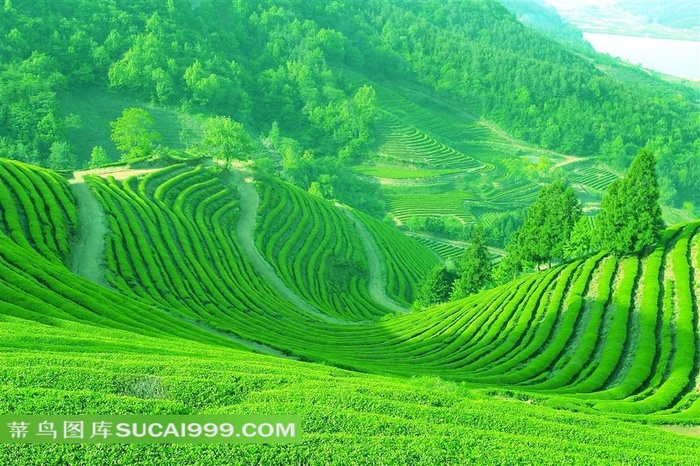 高清绿色茶山图片下载素材