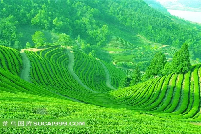 高清绿色茶山图片下载素材