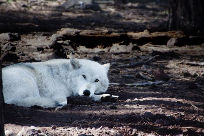 唯美野生动物趴在地上的白狼图片