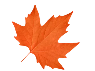 红黄色枫叶 免抠