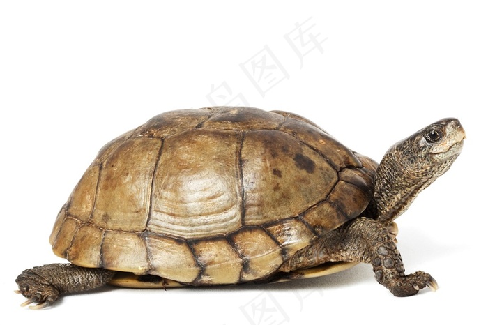 抬头的乌龟高清摄影图
