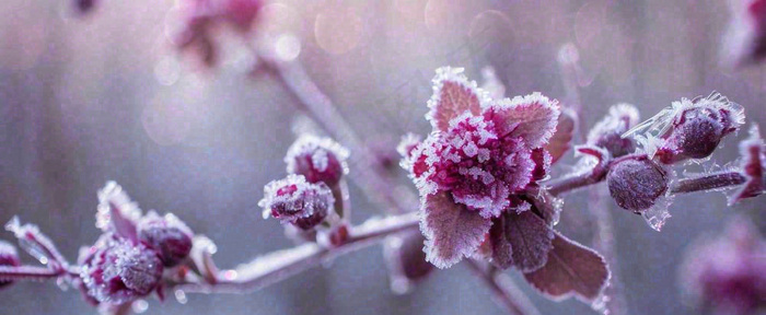 冬天冬季树枝雪景唯美浪漫大雪小雪结冰摄影图(1712x704)