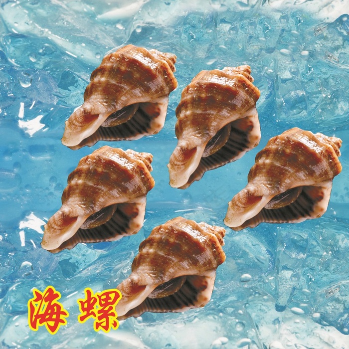 蓝色背景中的海螺