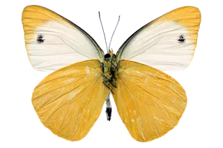 蝴蝶 彩蝶 花蝴蝶 动物 昆虫 免抠