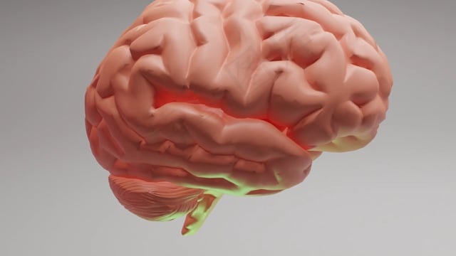 脑, 医疗的, 解剖学, 头脑, 人类, 药品, 生物学