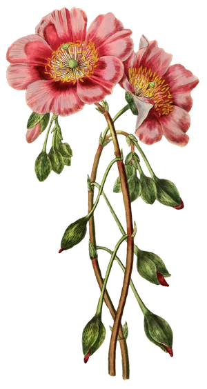 复古手绘植物花卉玫瑰花PNG免扣图案高清图片PS设计素材图