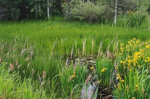 青草地上的黄色野花 青草地上的黄色野花