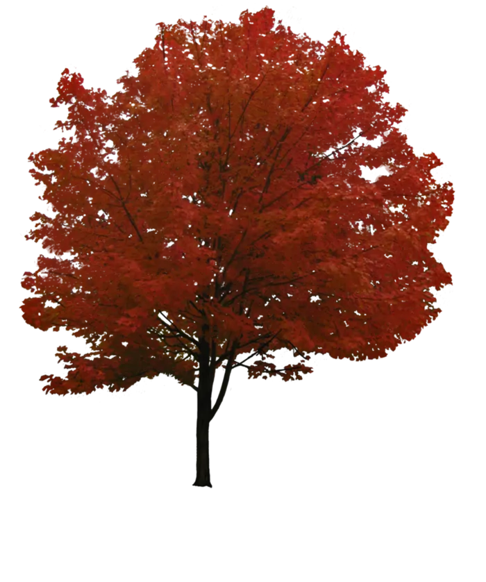 tree-树-红树林-大树-树木-森林-植物-c4d素材免扣