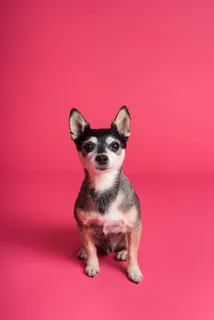 可爱小狗狗狗摄影素材