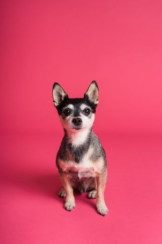 可爱小狗狗狗摄影素材