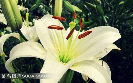 百合花局部高清摄影