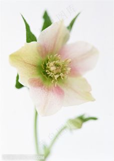 花卉物语-粉色的百合花