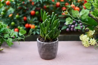 多肉植物盆栽图片