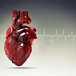 人体心脏模型图片