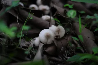 森意野生白蘑菇照片