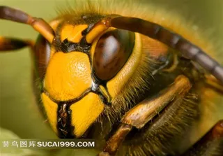 采蜜工蜂特写图画