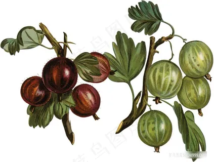 植物手绘复古 植物手绘复古