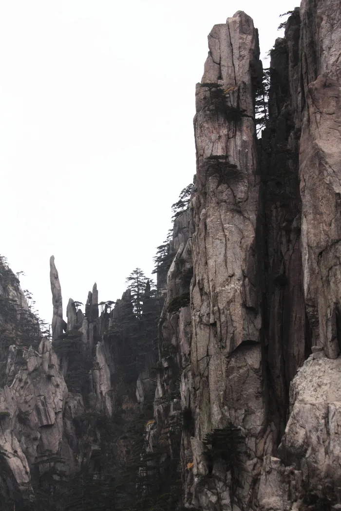 安徽黄山奇松风景图片-第5张