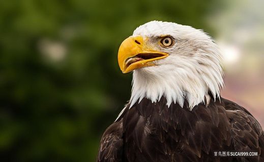 白头鹰美洲雕特写摄影素材