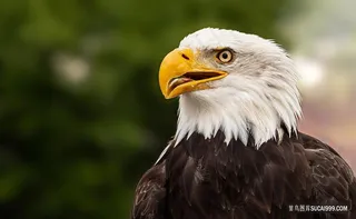 白头鹰美洲雕特写摄影素材