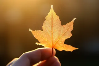 秋天黄叶手拿一片叶子摄影图