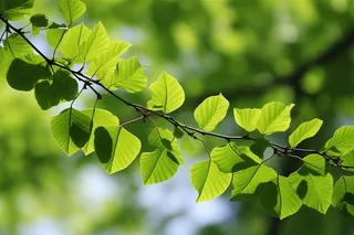 绿意盎然下的绿叶树枝摄影图