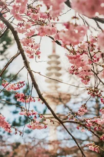 粉色樱花意境图片 粉色樱花意境图片