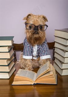 戴眼镜看书的丝毛狗图片