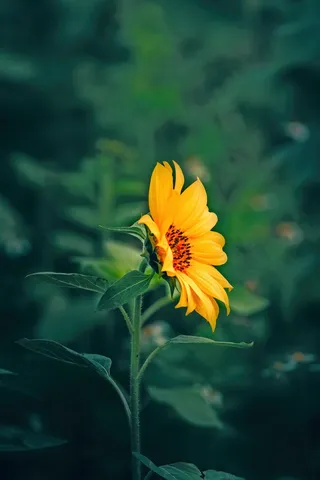 黄色向日葵摄影素材