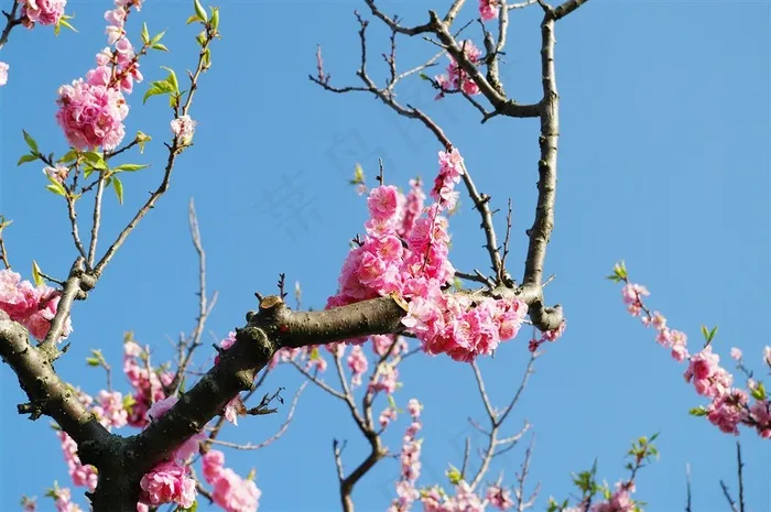 梅花树枝上粉红色的梅花素材