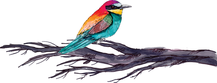 简约风手绘素描动画小鸟鸟儿免扣PNG图片素材 (64)