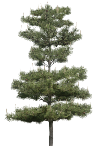 高清树木素材 免抠PSD植物素材 美术绘画园林贴图 树草灌木花草