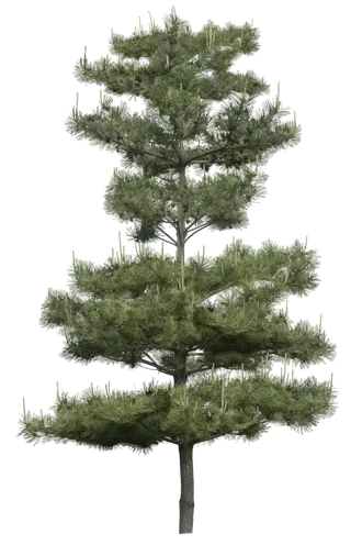 高清树木素材 免抠PSD植物素材 美术绘画园林贴图 树草灌木花草