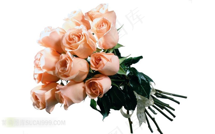 一束粉玫瑰鲜花素材