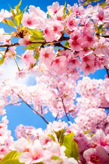 唯美樱花鲜花图片 唯美樱花鲜花图片
