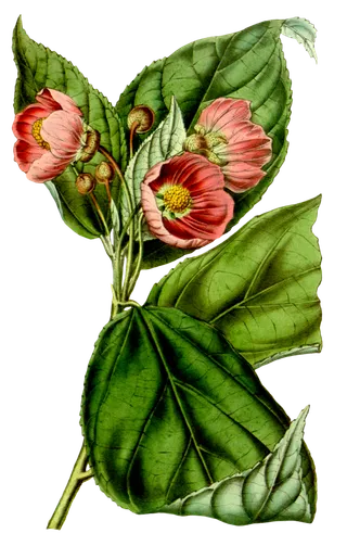 复古手绘植物花卉玫瑰花PNG免扣图案高清图片PS设计素材图