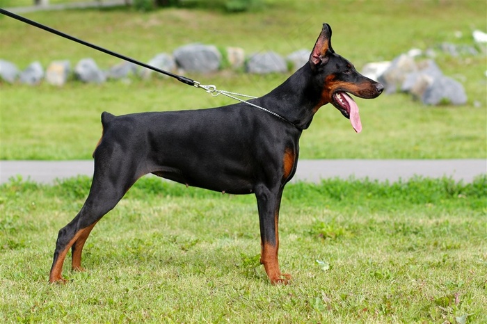 伸着舌头的杜宾犬侧面摄影